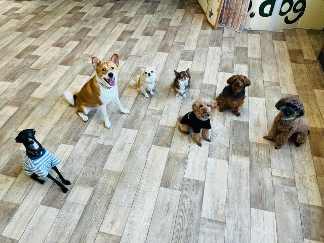 🐾

集合ー！
みんなかっこいい✨

🐾

#犬の幼稚園
#犬の幼稚園deepdog 
#いぬ
#いぬすたぐらむ
#柴
#ポメラニアン
#イタリアングレーハウンド
#チワワ
#プードル
#ダックス
#mix
