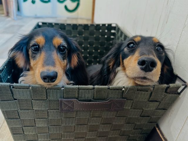 ・

本日のそっくりさん💕

#犬の幼稚園 #犬の幼稚園deepdog #ダックスフント