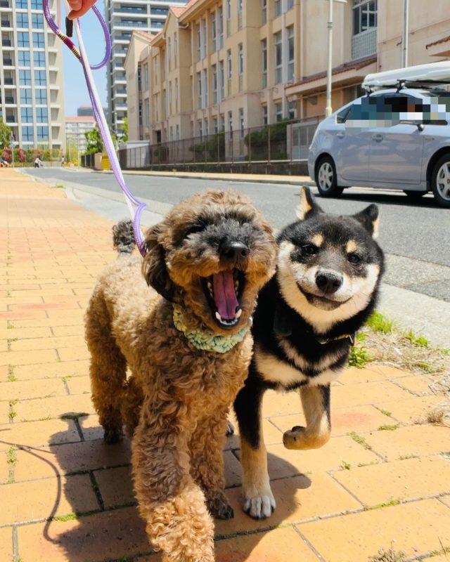 🐾

「全力で笑う人とニヤリとする人」風😆

🐾

#犬の幼稚園
#犬の幼稚園deepdog
#いぬのようちえん
#いぬ
#柴
#黒柴
#プードル
#お散歩