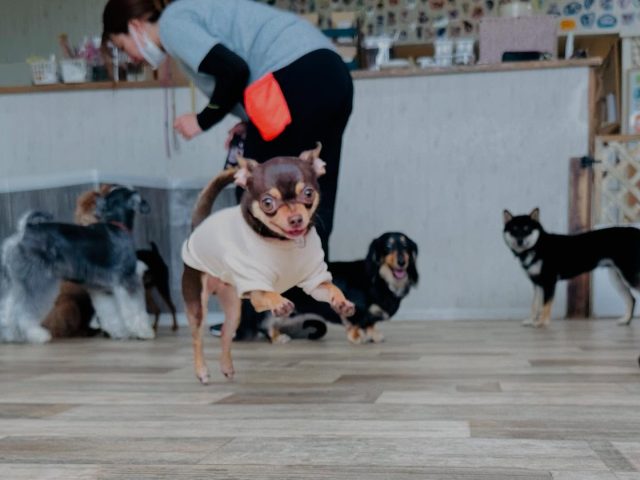 ・

今日もノリノリだぜぃ✨✨✨

#犬の幼稚園 #犬の幼稚園deepdog #チワワ