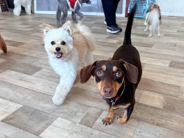 🐾

先生のところまで走っている間も良い表情😆💕

🐾

#犬の幼稚園
#犬の幼稚園deepdog 
#いぬのようちえん
#いぬすたぐらむ
#いぬ
#可愛い
#チワックス
#ポメプー