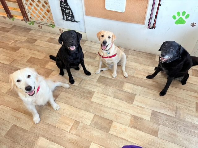 🐾

今日のレトリーバーチーム🥰

🐾

#犬の幼稚園
#犬の幼稚園deepdog 
#いぬのようちえん
#いぬ
#可愛い
#レトリーバー
#ゴールデンレトリーバー
#ラブラドールレトリバー