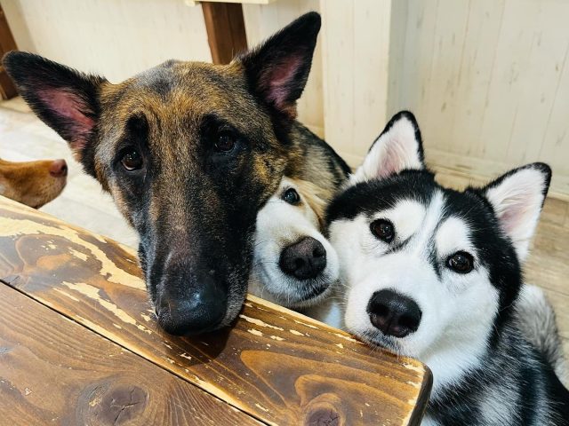 🐾

サランちゃんのかくれんぼ！
すぐに見つかっちゃうね😆

🐾

#犬の幼稚園
#犬の幼稚園deepdog 
#いぬすたぐらむ
#いぬ
#ジャーマンシェパード
#シベリアンハスキー
#ゴールデンレトリバー