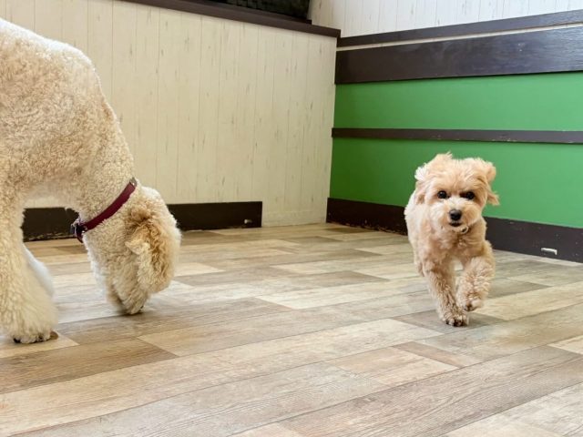 🐾

お名前を呼ばれたらすぐに切り替えて猛ダッシュ💨
素晴らしい💕

🐾

#犬の幼稚園
#犬の幼稚園deepdog 
#いぬすたぐらむ
#いぬ
#マルプー
#ジャックラッセルテリア
#可愛い
#呼び戻し
#プレイタイム