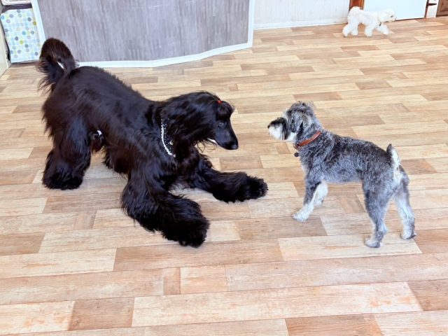 🐾

直前でストーップ！！！🤣
遊ぼうのお誘いが止まらないケリーくんでした🍀

🐾

#犬の幼稚園
#犬の幼稚園deepdog 
#いぬのようちえん
#いぬ
#アフガンハウンド
#ミニチュアシュナウザー
#プレイバウポーズ
#プレイタイム