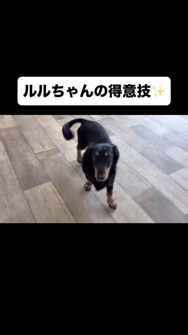 🐾

幼稚園生ルルちゃんの得意技🍀

🐾

#犬の幼稚園
#犬の幼稚園deepdog 
#いぬのようちえん
#いぬ
#可愛い
#バーン
#切り替え上手
#トリック大好き