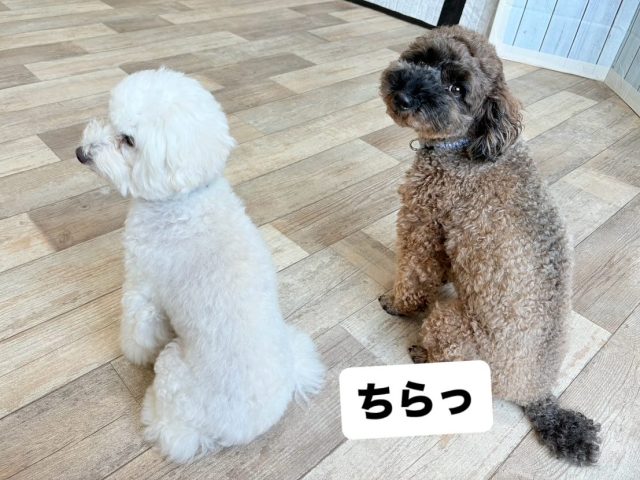 🐾

背中だけではなくお顔も撮らせてくれるベテランさん☺️

🐾

#犬の幼稚園
#犬の幼稚園deepdog 
#いぬすたぐらむ
#いぬ
#プードル
#可愛い
#カメラ目線