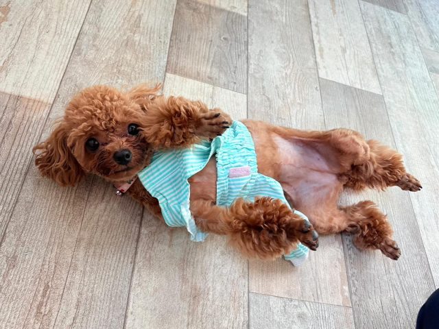 🐾

なでてくださーい💕

🐾

#犬の幼稚園
#犬の幼稚園deepdog 
#いぬのようちえん
#いぬすたぐらむ
#いぬ
#プードル
#かわいい
#ごろん
#なでてー