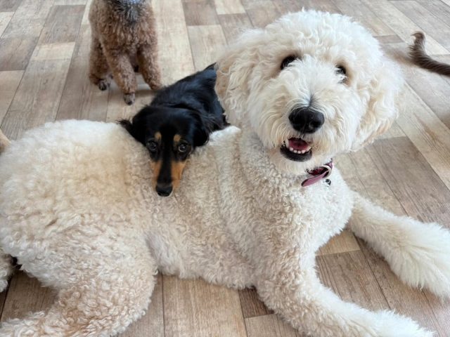 🐾

午後の寛ぎタイム🤭

🐾

#犬の幼稚園deepdog 
#犬の幼稚園
#いぬのようちえん
#いぬ
#かわいい
#ダックス
#スタンプー
#スタンダードプードル
#あご