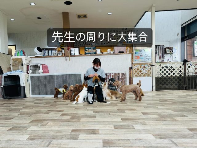 ・

今日から7月ですね☀️
暑くなりましたが、幼稚園生達は涼しいプレイルームで元気に過ごしています✨

🍀Deep.dogの想い🍀

幼稚園はプレイタイムの時間があり、その様子を投稿したりもするので、ドッグランのような感覚でお問い合わせをいただくことがあります。
プレイタイムは犬達の交流の場ではありますが、興奮をさせて遊ばせるようなことはしません。
逆に、興奮せずに落ち着いて過ごすことを学ぶ場所。

犬同士の交流というのは、遊ぶこと（ワンプロや追いかけっこ）でありません。
お互いの存在を認識し、お互いを尊重すること。　
その交流を学ぶのが幼稚園のプレイタイムなのです。
犬同士で遊ばせて欲しいと願う飼い主さんにとっては、がっかりする幼稚園かもしれません。

Deep.dogのトレーナーの想いは、

✨飼い主様と愛犬の繋がりを作りたい✨

なのです。

愛犬のエネルギーを満足させようとして、他犬との遊びを望む。
他犬との遊びを見たい。
自分だけじゃなく、他人にも懐いて欲しい。
「どの犬にもどの人」にも、お行儀良く接して欲しい。

などの要望はとても多いです。
気持ちは、めーーーっちゃ分かります！
お友達と遊んでいる姿、他の人に可愛がられている姿は可愛いくほっこりしますよね。

でも、せっかくの犬との暮らし。
愛犬の気持ちを外へ外へ向けるのではなく、飼い主さん自身と太いパイプで繋がることを目標にして欲しいなーと想うのです。
（他人や他犬と関わる必要はないということではありません）

人と犬に限らず、関係作りは魔法のようにパパッと作れるものではありません。
お困りの問題を解決することはもちろんですが、解決することだけを目標とせずに、長く続く愛犬さんとの暮らしをより濃ゆいものにする為のお手伝いが出来ると嬉しいなぁーと想うのです🍀

7月はご予約が取りづらい日が増えております。
固定登園ではない場合はお早めのご予約をお待ちしております✨

また、登園をお休みする場合のキャンセル料は発生しませんが、予約を取ることが出来なかった子達の為にも、なるべくお早めのお知らせをお願いいたします。

これからどんどん暑くなりますね☀️
幼稚園生達が涼しいプレイルームで遊んで学び、充実した1日を送れるように、スタッフ一同でサポートさせていただきます💕👍

#犬の幼稚園 #犬の幼稚園deepdog