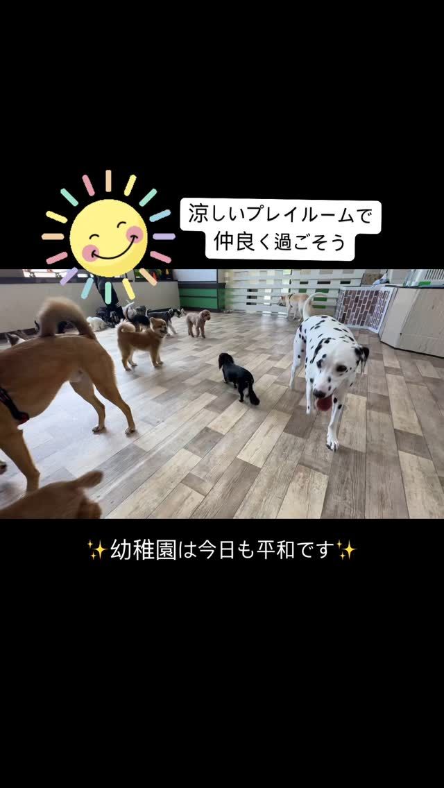 ・

暑い日が続いていますが、幼稚園生達は涼しいプレイルームで今日も平和に過ごしています✨
そして、新入生が続々と入園中🍀
先輩犬達にとっても良い刺激となり、嬉しい限りです😊

ところで、犬に「ストレス」をかけるのは悪いことだと思いますか？

ストレスが原因で〇〇の病気になるかもしれない。
犬のストレス行動、カーミングシグナルについて。
その行動、ストレスが原因かも？
など、
巷には、犬にはストレスをかけてはいけないと感じてしまう文章がたくさんあります。

本当に、
犬はストレスを感じるから、体調不良になったり問題行動（と人が感じる行動）を引き起こすのでしょうか？

いいえ。

ストレス自体が原因ではなく、
ストレスを受け流す耐性が備わっていないからです。

ストレスに対して「過度な」心配は無用です。
心配してそのストレスから遠ざけるのではなく、ストレスに打ち勝つことが出来るようにサポートするのが飼い主さんの役割です。

ストレスがかかっているんですねー。
可哀想ですねー。
心配ですねー。
これは、その犬のための言葉ではなく、飼い主さんに嫌われたくない店員さんが自分を守るための言葉です。

この動画に映っている幼稚園生達にも、常にストレスはかかっています。
犬が苦手な子は、他の犬の行動を気にして緊張します。
初めての場所への耐性がない子も、もちろん気が張り詰めているでしょう。
人が苦手な子は、自分に害を与える存在ではないかと先生達の動きに注目します。
逆に、誰にでもちょっかいを出し興奮して遊びに誘う子も、休むことが出来ずストレスがかかっています。
人が大好きで先生をずーっと目で追ってしまう子は、構ってもらえないストレスを感じるでしょう。

怖くても、
寂しくても、
嬉しくても、
楽しくても、
全てストレスです。
そのストレスを上手く受け流すことができるかどうかが重要なのです。

ある程度のストレスの中で、でも安全な場所で、自分自身でストレスを乗り越えることができるようにサポートするのが幼稚園のプレイタイムです。

#犬の幼稚園 #犬の幼稚園deepdog