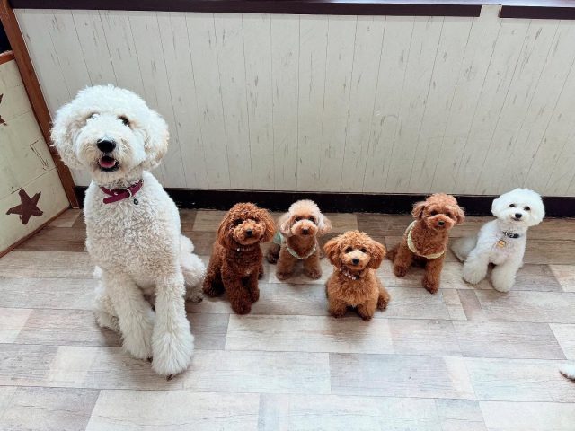 🐾

本日のプードルズ🐩💕
ベテランさんも少しずつ幼稚園に慣れてきている子も、
ピシッと整列✨

🐾

#犬の幼稚園
#犬の幼稚園deepdog 
#いぬすたぐらむ
#いぬ
#プードル
#スタンダードプードル
#プードルズ
#可愛い
#プレイタイム
#かわいい