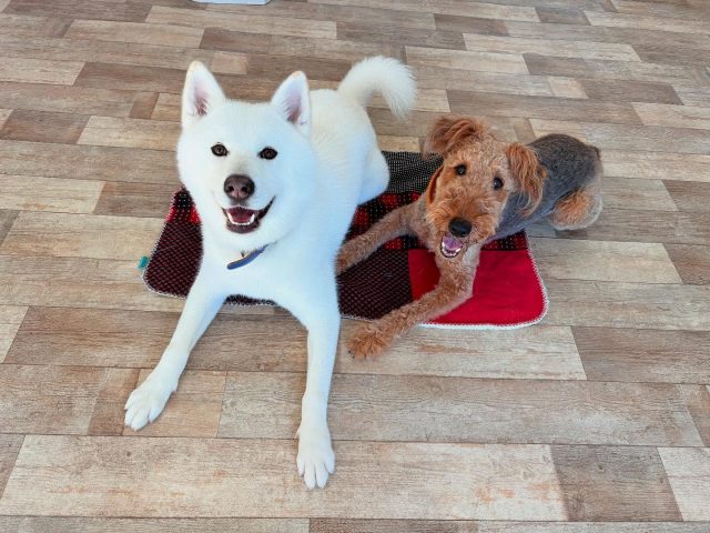 🐾

一緒にマットトレーニング✨

🐾

#犬の幼稚園
#犬の幼稚園deepdog 
#いぬのようちえん
#いぬすたぐらむ
#mix
#エアデールテリア
#マット