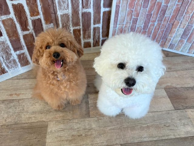 🐾

兄弟でお勉強頑張ってますっ💕

🐾

#犬の幼稚園
#犬の幼稚園deepdog 
#いぬのようちえん
#いぬ
#いぬすたぐらむ
#かわいい
#ふわふわ
#ビションフリーゼ
#プードル