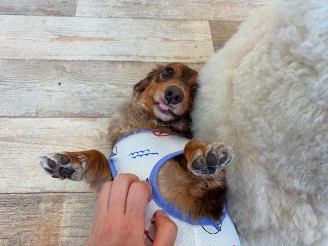 🐾

ふわふわなお友達のお尻に寄り添って、寛ぎタイム☺️

🐾

#犬の幼稚園
#犬の幼稚園deepdog 
#いぬのようちえん
#犬
#ダックスフンド
#スタンダードプードル
#プレイタイム
#リラックス