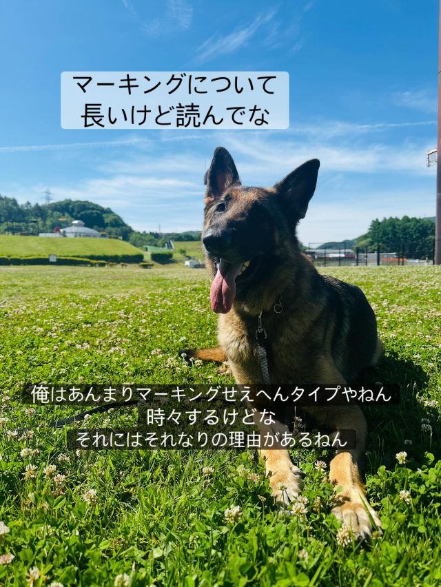 ・

マーキングについて、どう考えますか？

以前、「マーキングはやめさせる事は出来ないから、マーキングをしても良い環境を作りましょう」という記事を読んだことがあります。
マーキングは本能的なものなので、しつけで対応できるものではない。例えば、人間にもある「睡眠欲」を治したいから寝てはいけないと言われても無理でしょう？
という考え方のようです。
他犬の匂いを持ち帰り、トイレにつけてマーキングを促すそうです。
壁にトイレシートを貼るなどの対応をすすめています。

本能である事は間違いないですが、わざわざ室内でマーキングをする環境を作る事が正解なのか？
他犬の匂いが自分のテリトリーに入ってくれば、尚更その本能が刺激されてマーキング欲が増します。

家の中でマーキングをするということは、家自体が落ち着ける環境ではなくなっているということです。
ストレスがあり、マーキングをして自分を落ち着かせようとしているかもしれません。
家の中で落ち着ける場所（適切なハウス）がなく、日常的に警戒モードになりやすくなっているのかもしれません。
家でマーキングをする犬は、全体的にチャカチャカしている傾向があるように思います。
忙しくせわしなく動き回るイメージ。
落ち着くことが苦手なタイプです。
犬の本当の本能を考えると、自分の落ち着ける場所ではマーキングをしません。
落ち着けないからマーキング欲が増加、という悪循環の可能性があります。

「マーキングをさせない為に」早い段階で去勢をしましょうとも書いてましたが、これも犬の本能を勘違いした考え方ですね。
確かに早い段階で去勢をした方がマーキング欲は抑えられますが、マーキングをする心理は一つではないため、「早い去勢＝マーキングをしなくなる」ということではありません。
ちなみに私自身は、身体的精神的な健康を考えても去勢賛成派です。
でも、ストレスや落ち着けない心理の延長線上でマーキングをしているとしたら、それは去勢しているかしていないかは関係のない話です。

本能的にやっていることなので、やめさせる事は難しい。
だから、マーキング出来る環境にしましょう。
これは人の掃除の手間が楽になるだけの対処方法です。
犬自体は、本来落ち着いて過ごすことが出来るはずの家で落ち着けない生活を送り続けることになるのです。
家の中でも休まずにお仕事してねーっと伝えているようなものです。

トレーナーの堤家には男の子が3頭がいます。
全員、野外ではマーキングをします。
家では腰を下ろして排泄をします。
幼稚園では、基本は排泄、未去勢のイケイケの男の子が登園している時はマーキングをする時もあります。

昔、大和（ラブラドール）と蘭丸（パグ）が家のトイレで足を上げるようになった時期があったんです。
なんでかなーと考えると、当時はホテルっ子を連れて帰る頻度が増えた頃で、大和達にも確認をさせた方が良いかも？と思い、ゲストが来たら挨拶をさせていました。
その行動が、マーキングをしないといけないという心理を生み出してしまったのです。
ゲスト犬達に対するアピールです。
ゲスト犬達が帰った後はその匂いを上書きをしたくなります。
これが、犬のマーキング欲の一部です。

これは良くないな（大和達にストレスがかかっているな）と思い、ゲスト犬が来ても挨拶はさせないことにしました。
そして、リビングとお泊まりルームの行き来もさせない。（一部の犬は除く）
「誰が来ようと母ちゃんのゲストなので、君達には関係ない」
という流れを作ったのです。
今では、ゲスト犬と挨拶をしたとしても家で足を上げることはありません。

ちなみに、幼稚園のプレイタイム中もマーキングをする子はいます。
入園したてで緊張もあり、そもそもマーキングが多い子は１日に何十回もする子もいます。
でも、お預かり期間が長くなるほど、マーキングをすることは少なくなってきます。
他犬と一緒に過ごす環境、土足の環境なのでゼロではありませんが、マナーベルトをつけておかないといけないほどのマーキングをすることはなくなってくるし、ほとんどの子は自主的にトイレに行ってくれます。
幼稚園内の管理は人（トレーナー）がしているので自分の存在をわざわざアピールする必要はなく、興奮して過ごす習慣もないので落ち着いて過ごすことができるようになりマーキングをする必要がなくなるのです。

確かにマーキングは本能からくるものですが、
「マーキングをしないという心理」
も本能です。

マナーベルトをつけることはとても可哀想。
蒸れて気持ち悪いし、自分の排泄物の匂いがずっと身体にまとわりついてるのって、動物としてかなり不快だと思うのです。
（シニア犬で排泄が困難になっている場合などは、上手く活用してくださいね）

確かにお掃除が楽になる便利グッズだとは思いますが、つける必要がなくなるようにしてあげるのが大切ではないでしょうか。

#ジャーマンシェパード #シェパード #マーキング #犬の幼稚園 #犬の幼稚園deepdog
