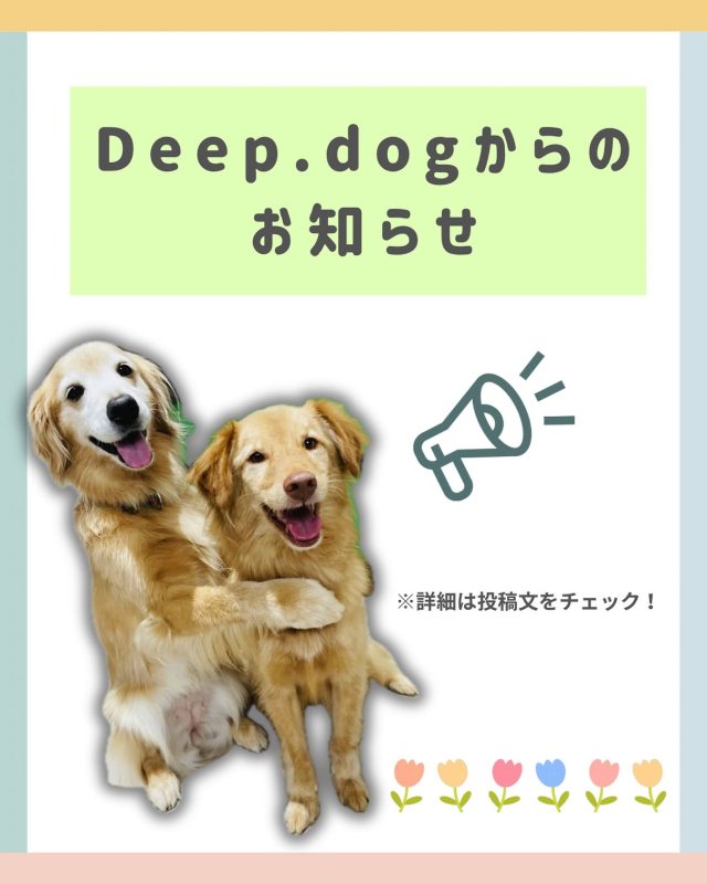 🐾

こんにちは、Deep.dogスタッフです✨
少し先の予定になりますが、お知らせです📢

⚫︎2025年10月26日（日）はレッスン日の為、幼稚園がお休みです。
⚫︎10月27日（月）～10月31日（金）はスタッフの長期休暇の為、完全休園日とさせていただきます。

【ホテルについて】
⚫︎チェックアウトの最終日
10月26日（日） 16:30～18:00の間のみ受付
⚫︎チェックインの開始日
11月1日（土）9:30～
となります。

※完全休園日期間はLineでの返信対応も出来かねますので、ご了承ください。
ホテル、登園開始の11月1日（土）～順次対応をさせていただきます。
ご迷惑をお掛けしますがご理解とご協力の程、よろしくお願いいたします。
ご不明点は登園時やLINEにてご質問ください😌

🐾

#犬の幼稚園
#犬の幼稚園deepdog 
#いぬのようちえん
#お知らせ
#完全休園日
#リフレッシュ期間