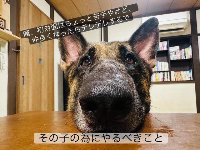 ・

愛犬さんのことを可愛いなー愛おしいなーって思うなら、絶対にやらないといけないことがあります。

それは、
「自分がいなくても不安定にならないように育てる」ということ。　
不安を感じたとしても、立ち直れるメンタルを育てるということ。

預け先を探すとか、そういうことではなく、
自分がいなくても、環境が変わっても、
ちゃんとごはんを食べて、
他の人とでも楽しい時間を過ごせるようにすること。

「この子は私がいないとダメなんです」
は、その子のための言葉ではない。

と思いで、日々犬達をお預かりをしています。

#シェパード #ジャーマンシェパード #犬の幼稚園 #犬の幼稚園deepdog