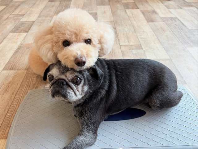 🐾

トリック応用編！
スタッフ犬に「あご」😆

🐾
#犬の幼稚園
#犬の幼稚園deepdog 
#いぬ
#パグ
#ビションプー
#可愛い
#あご