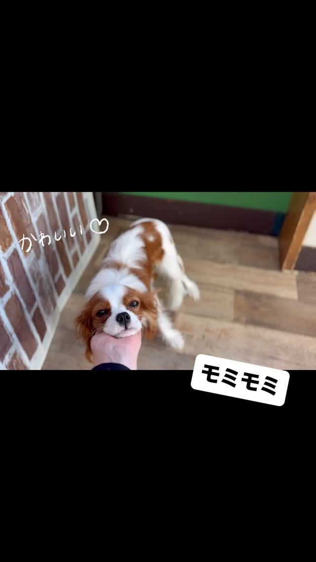 🐾

モミモミ…💕
気持ちいいポイント発見💡

🐾

#犬の幼稚園
#犬の幼稚園deepdog 
#いぬのようちえん
#いぬ
#キャバリア
#キャバリアキングチャールズスパニエル 
#可愛い
#もみもみタイム