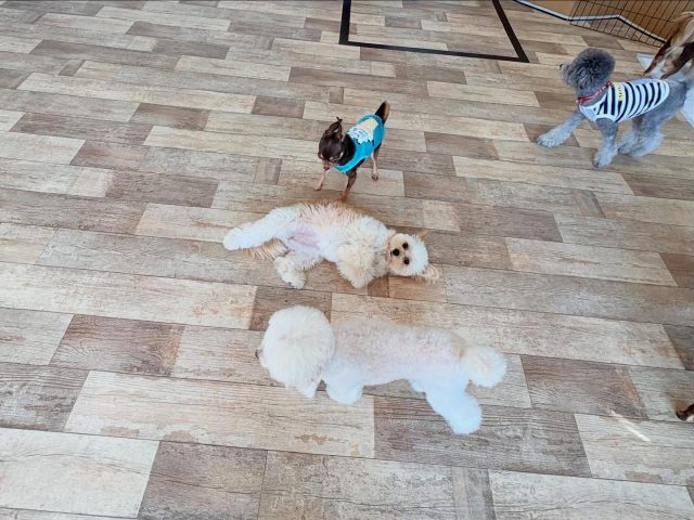 🐾

のんびりマイペースに寛ぎ中🤣

🐾

#犬の幼稚園
#犬の幼稚園deepdog 
#いぬ
#プレイタイム
#ポメチワ
#チワワ
#プードル
#可愛い