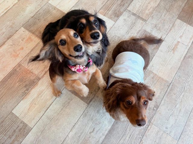 🐾

今日も楽しい幼稚園🍀

🐾

#犬の幼稚園
#犬の幼稚園deepdog 
#いぬ
#プレイタイム
#ダックス
#プードル
#柴
#マルプー
#ビションプー
#ヨープー
#イタグレ
#チワワ