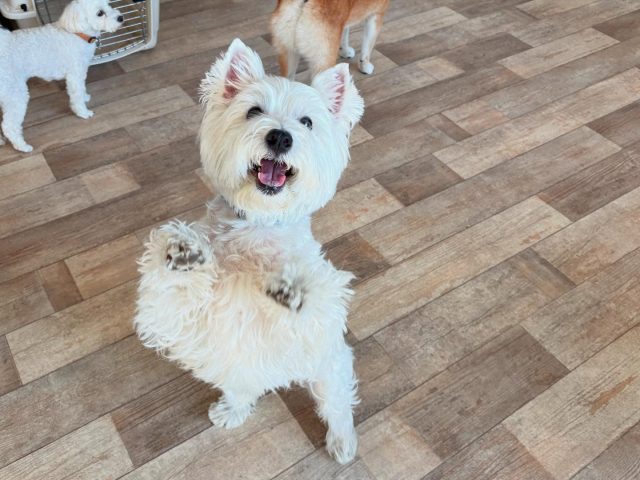 🐾

いつでも全力ハイタッチ🙌💕

🐾

#犬の幼稚園
#犬の幼稚園deepdog 
#いぬすたぐらむ
#いぬ
#ウェスティ
#ウエストハイランドホワイトテリア
#ハイタッチ
#かわいい