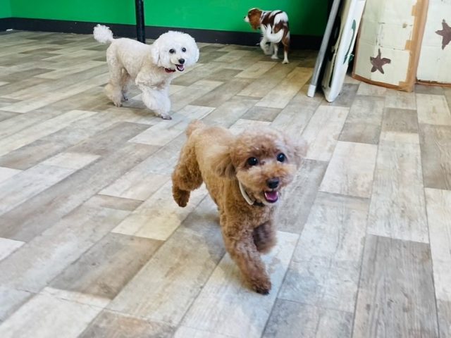 🐾

今日の幼稚園🍀

🐾

#犬の幼稚園
#犬の幼稚園deepdog 
#いぬのようちえん
#いぬ
#mix
#シベリアンハスキー
#プードル
#ゴールデン
#ゴールデンレトリーバー 
#ダルメシアン
#ミニチュアピンシャー
#ダックス
#ダックスフンド
#キャバリア
#パピヨン
#柴