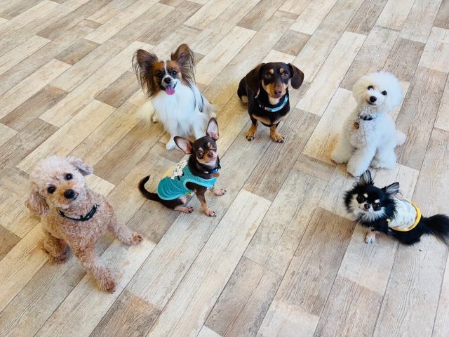 🐾

今日も楽しい幼稚園☺️🫧

🐾

#犬の幼稚園
#犬の幼稚園deepdog 
#いぬすたぐらむ
#いぬのようちえん
#いぬ
#スタンダードプードル
#プードル
#チワワ
#チワックス
#ポメラニアン
#ボーダーコリー
#パピヨン
#シュナウザー
#mix