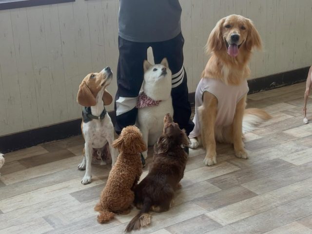 🐾

先生にハイッ！注目！
カメラ目線のノエルちゃんも注目ばっちり😆

🐾

#犬の幼稚園
#犬の幼稚園deepdog 
#柴
#プードル
#ダックス
#ビーグル
#ゴールデンレトリバー