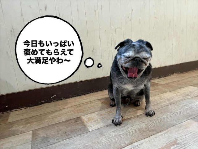 🐾

スタッフ犬のつぶやき。

🐾

#犬の幼稚園
#犬の幼稚園deepdog 
#いぬのようちえん
#いぬ
#パグ
#スタッフ犬
#つぶやき犬