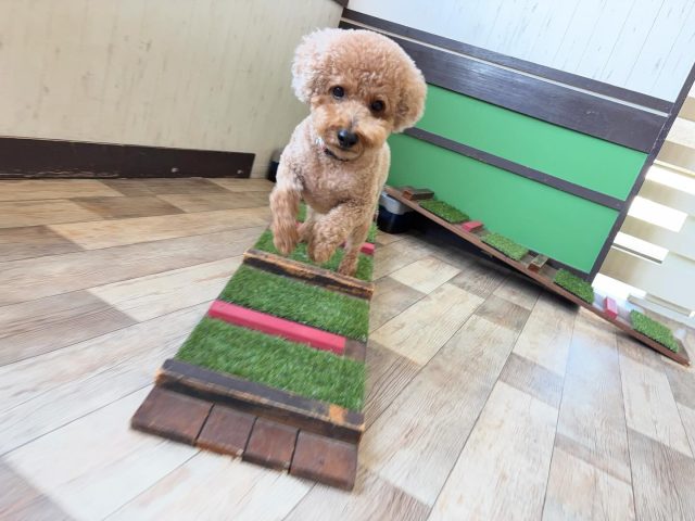 🐾

アジリティも絶好調♪

🐾

#犬の幼稚園
#犬の幼稚園deepdog 
#いぬのようちえん
#いぬ
#プードル
#アジリティ
#可愛い