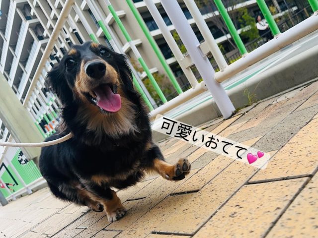 ・

可愛いおててでお散歩中💕

#犬の幼稚園 #犬の幼稚園deepdog #ダックスフンド