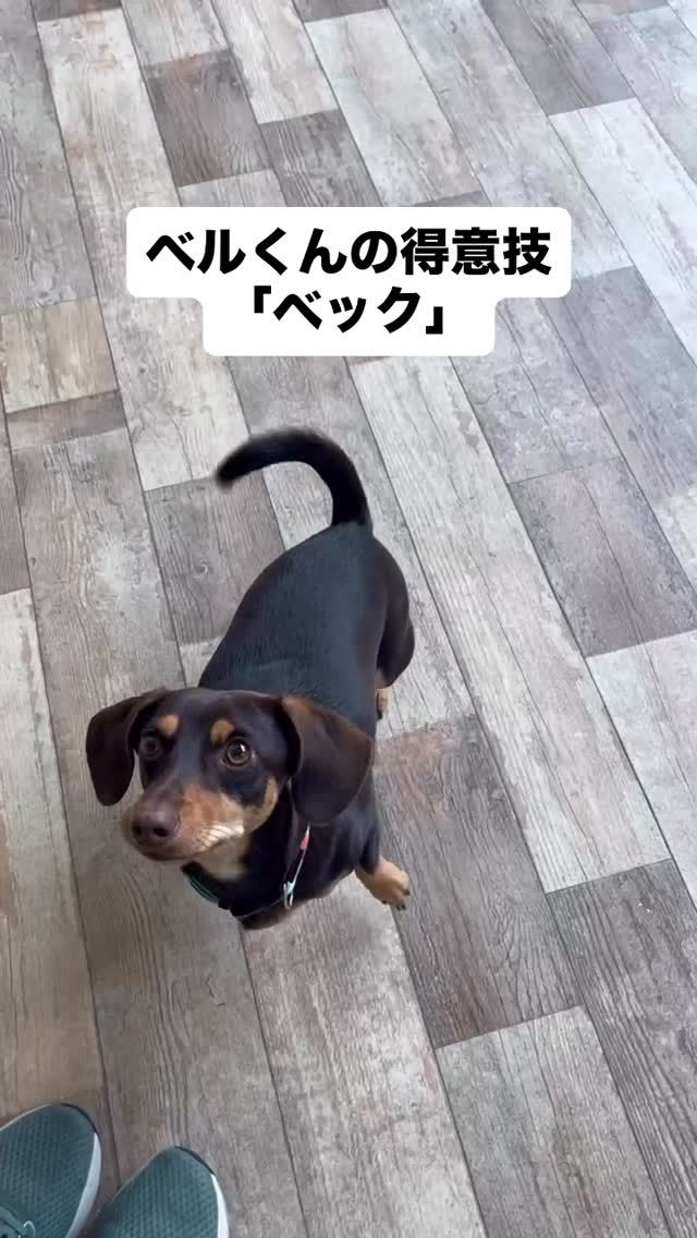 🐾

ベルくん流の「ベック」がとても可愛い💕

個性を伸ばし中です😆

🐾

#犬の幼稚園
#犬の幼稚園deepdog 
#いぬのようちえん
#いぬすたぐらむ
#いぬ
#チワックス
#ちわっくす
#ベック