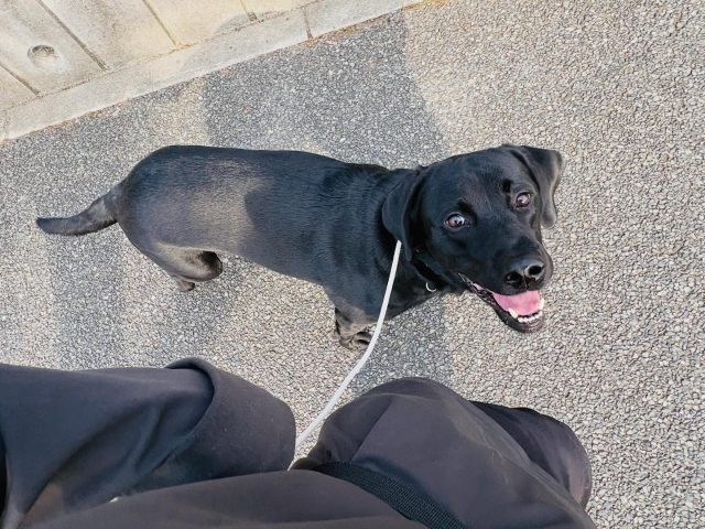 🐾

お散歩中も楽しくコミュニケーション💕

🐾

#犬の幼稚園
#犬の幼稚園deepdog 
#いぬのようちえん
#いぬすたぐらむ
#ラブラドール
#お散歩