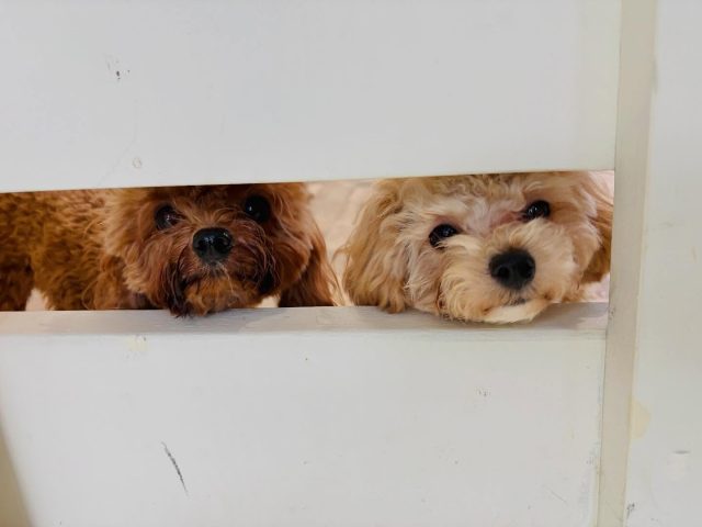 🐾

本日から幼稚園の営業再開です🎵
隙間からひょっこり覗く仲良しペア💕

🐾

#犬の幼稚園
#犬の幼稚園deepdog 
#いぬのようちえん
#いぬすたぐらむ
#いぬ
#プードル
#マルプー