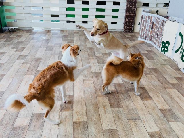 🐾

躍動感溢れるワンプロタイム😆

🐾

#犬の幼稚園
#犬の幼稚園deepdog 
#いぬすたぐらむ
#いぬ
#ワンプロ
#柴
#ボーダーコリー
#ラブラドールレトリーバー