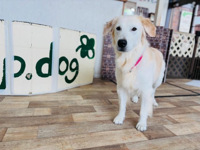 🐾

目線の先には誰がいるのかな…？☺️

🐾

#犬の幼稚園
#犬の幼稚園deepdog 
#いぬすたぐらむ
#いぬ
#ゴールデン
#ゴールデンレトリーバー