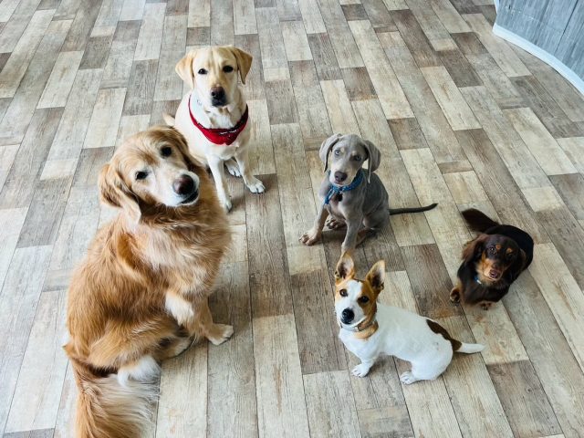 🐾

今日の幼稚園🎵
とっても賑やかでした☺️

🐾

#犬の幼稚園
#犬の幼稚園deepdog 
#いぬのようちえん
#いぬ
#ワイマラナー
#ラブラドール
#ゴールデンレトリーバー
#ダックス
#ボーダーコリー
#チワワ
#チワックス
#プードル
#マルチーズ
#シュナウザー
#ジャックラッセル
#柴
#ビーグル
#mix