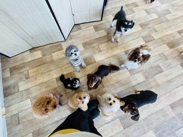 🐾

今日の幼稚園🍀
メリハリのあるプレイタイムを過ごせるよう、スタッフ一同サポートさせていただいています☺️

🐾
#犬の幼稚園
#犬の幼稚園deepdog 
#いぬのようちえん
#いぬ
#ビションフリーゼ
#ダックス
#チワワ
#mix
#シュナウザー
#プードル
#ポメラニアン
#パピヨン
#柴
#コーギー