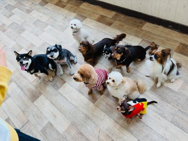 🐾

一致団結し、先生に注目💪

🐾

#犬の幼稚園
#犬の幼稚園deepdog 
#いぬのようちえん
#いぬ
#いぬすたぐらむ
#柴
#チワワ
#パピヨン
#ダックス
#プードル
#チワックス