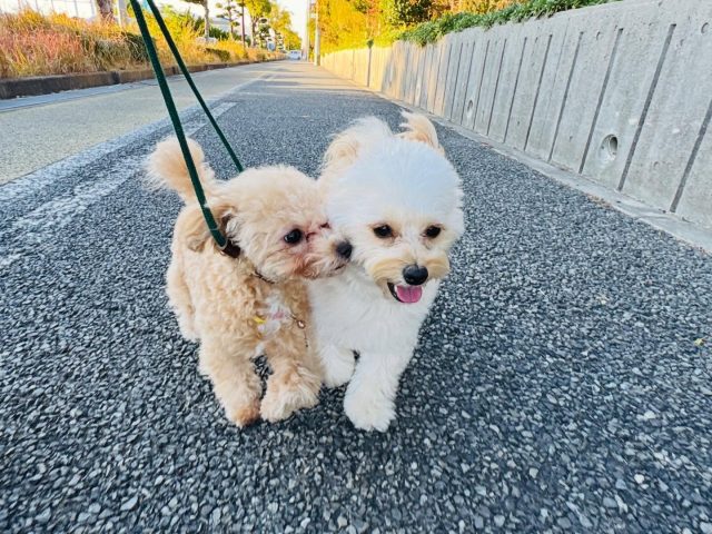 🐾

ぴったりくっついてお散歩😆💕

🐾

#犬の幼稚園
#犬の幼稚園deepdog 
#いぬのようちえん
#いぬすたぐらむ
#マルプー
#ポメプー
#お散歩