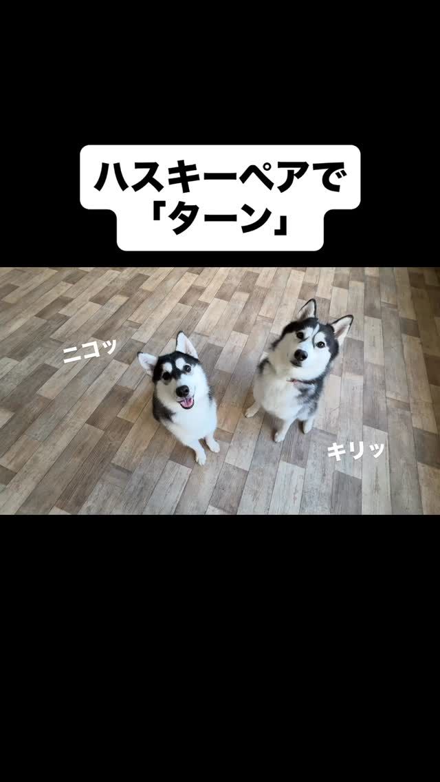 🐾

可愛すぎるターン💕

🐾

#犬の幼稚園
#犬の幼稚園deepdog 
#いぬ
#ハスキー
#シベリアンハスキー
#可愛い
#ターン
#トリック
#コラボ