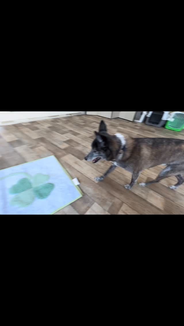 🐾

楽しいマットトレーニングの時間でした☺️

🐾
#犬の幼稚園
#犬の幼稚園deepdog 
#いぬのようちえん
#mix
#マットトレーニング
#可愛い
#幼稚園のベテランさん💕