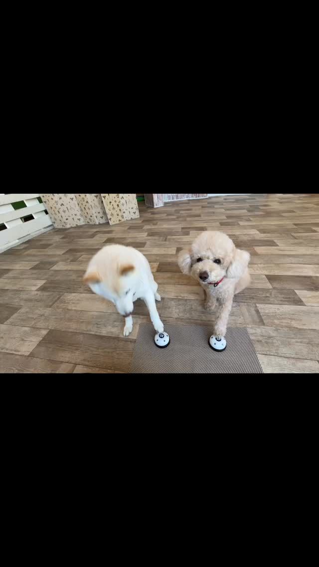 🐾

息ぴったりな「ベル」練習！
連打も大得意です🤣

🐾

#犬の幼稚園
#犬の幼稚園deepdog 
#いぬすたぐらむ
#柴
#白柴
#ビションプー
#mix
#ベル
#仲良し
#トリック練習大好き