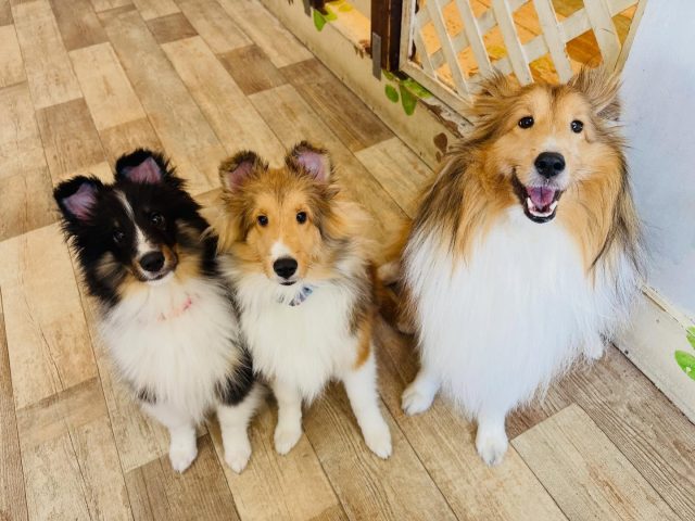 🐾

本日のシェルティーズ☺️

🐾

#犬の幼稚園
#犬の幼稚園deepdog 
#いぬのようちえん
#いぬ
#シェルティーズ
#シェルティー
#可愛い