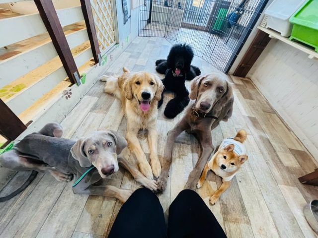 🐾

本日は2025年の幼稚園営業最終日となりました🐾
最終日に登園をしてくれた幼稚園生とホテル組です！
今年も沢山の子が入園をしてくれています！
イベントにも沢山の飼い主様にご参加をいただき、毎日がとても賑やかでした🥰
来年も元気に登園をしてくれますよう、スタッフ一同願っております⭐️
皆様良いお年をお迎えください！

🐾

#犬の幼稚園
#犬の幼稚園deepdog 
#営業最終日