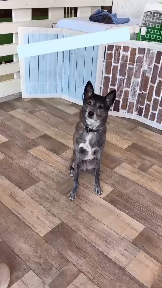 🐾

ウーゴくんのキレッキレなターン✨
ターンしながら前へ進みます😆

#犬の幼稚園deepdog 
#犬の幼稚園 
#雑種犬 
#トリック 
#ターン