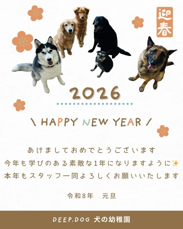 🐾

🎍新年明けましておめでとうございます

今年もホテルっ子と共に新年を迎えました㊗️
いつもご利用ありがとうございます😊

飼い主様や愛犬達にとって経験・学び・成長・思い出となる1年になるよう今年も精神して参ります💪
そして笑顔を忘れずに💕
たくさん学べたー！楽しかったー！と幼稚園LIFEを満喫してもらえるようスタッフ一同サポートさせていただきます🙇🏻‍♀️

幼稚園は1/4（日）〜のスタートとなります！
お知らせ📢もありますので、お見逃しなく✨

新年1発目の登園も元気いっぱいの幼稚園生に会えるのを心待ちにしております☘️

🐾

#2026年
#新年のごあいさつ
#deepdog
#犬の幼稚園 
#本年もよろしくお願いいたします