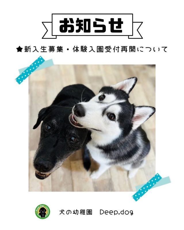 【新入生募集・体験入園受付再開】

登園可能枠増枠に伴い1月12日(月)〜体験入園受付再開とさせていただきます🐾

※ご希望のペースでの登園が出来ない場合がございますので、ご予約時にご確認をお願いいたします。
多数のご予約をいただいた場合は、予告なく受付を終了する場合がございます。
既にホテル利用などでお越しいただいている場合は、体験入園をしなくても入園可能です。
その場合はお電話で入園希望日と登園曜日や登園頻度などのご希望をお伝え下さい。
当園は犬たちと飼い主様が学ぶ施設です。
問題行動の改善をご希望の場合は、その旨お電話でお伝えください。
ホテル利用目的での入園は受け付けておりません。ご了承ください。

お問合せやご予約はこちらから↓
⚫︎Deep.dog 犬の幼稚園
078-587-3766 (10:00〜18:00)
水曜日は休園日のため、お電話が繋がりません🙇🏻‍♀️

#犬の幼稚園 
#犬の幼稚園deepdog 
#お知らせ 
#新入生募集 
#体験入園